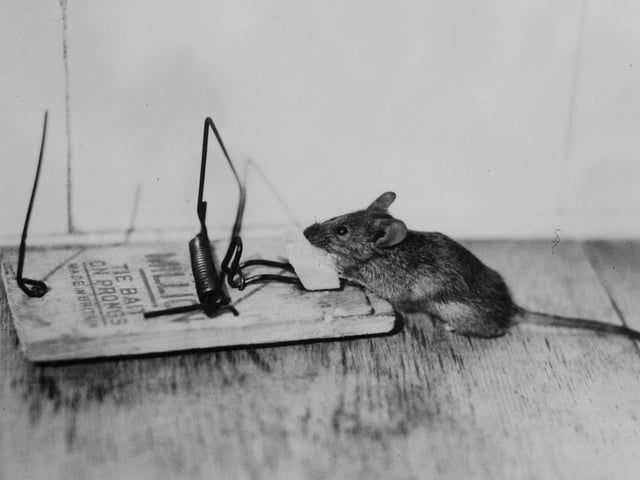 They say you’ll never build a better mouse trap and so far they have not built a better one than James Henry Atkinson’s ‘Little Nipper'.
Although not the first mouse trap ever invented, Atkinson – an Ironmonger from Leeds – came up with the design that you’ll recognise from cartoons and games all the way back in 1899, still manufactured to this day.
