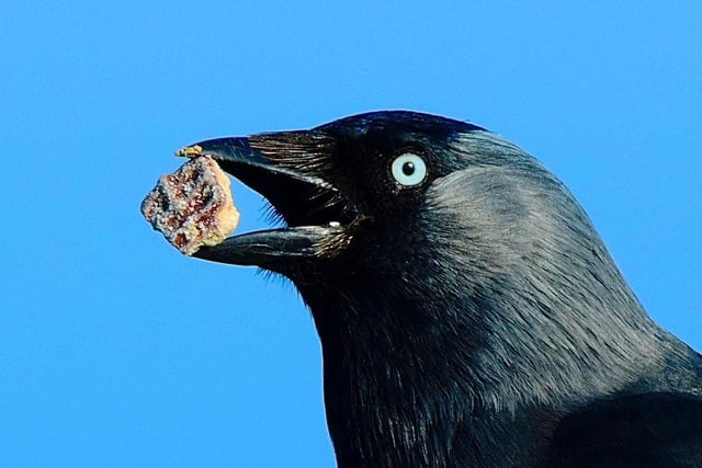 Jackdaw 'takes the biscuit'