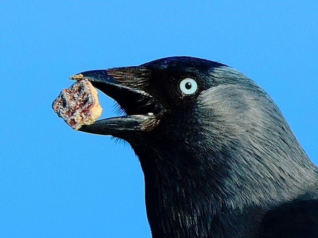 Jackdaw 'takes the biscuit'