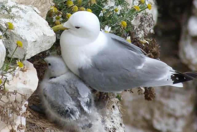 A kittiwake and chick nestled on the east coast cliffs.