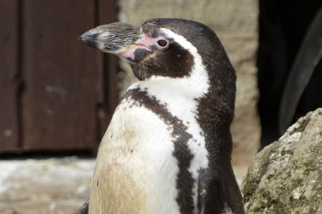 Staff at Sewerby Hall and Gardens believe Rosie is the oldest Humboldt penguin in the world. Photo submitted