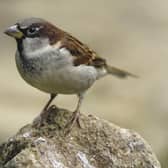 The house sparrow was the most recorded bird in the RBPB survey. Photo courtesy of RSPB/Ray Kennedy