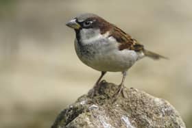 The house sparrow was the most recorded bird in the RBPB survey. Photo courtesy of RSPB/Ray Kennedy