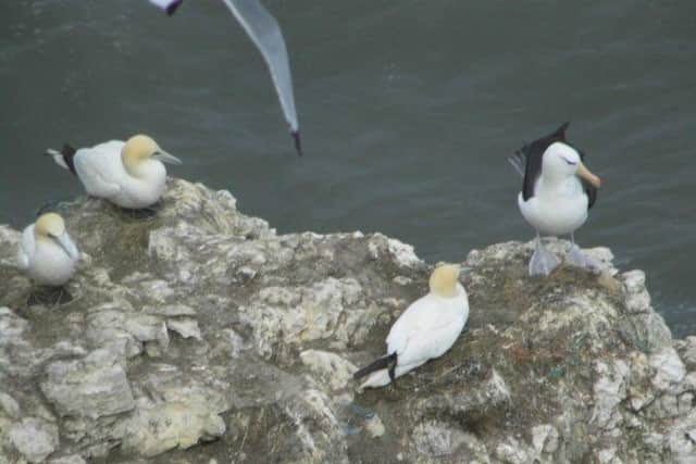 John Simmons frames Albie the albatross as the lonesome bird gathers with some gannets on the white cliffs near Bempton.