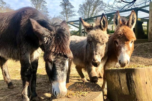 Princess arrived with Jackson and Wonky Donkey. Photo submitted