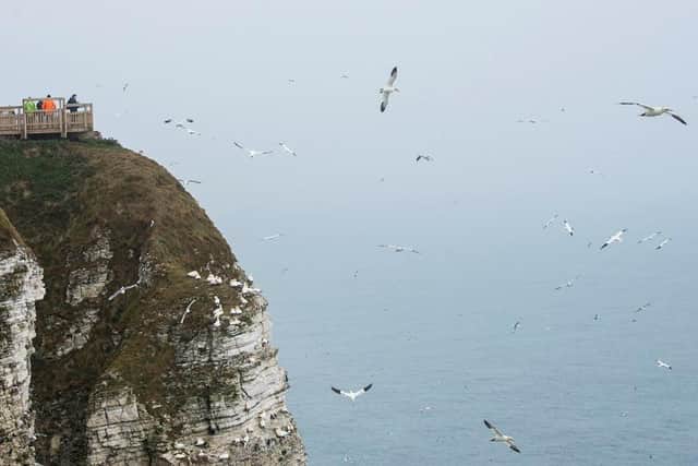 RSPB Bempton Cliffs staff will be showcasing a symphony of birdsong, and the less melodic seabirds, during the dawn chorus event on Sunday, May 1. Photo courtesy of the RSPB