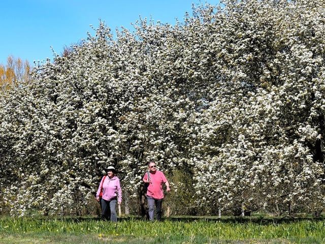 Yorkshire Arboretum: tree-hugging is said to release happy hormones, serotonin and dopamine, and the best spot in the county to try it is Yorkshire Arboretum, with more than 6,000 trees in its glorious gardens and 1000s of spring bulbs to add a splash of vibrant colour.
Adults £8; Family £19.50, book online at www.yorkshirearboretum.org