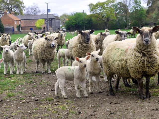 Award-winning Cedarbarn Farm Shop near Pickering specialises in home-reared beef and lamb, and spring is the busiest time for the farming family as cute Charolais lambs and calves are born.
You can even explore the farm in style aboard the Flying Yorkshireman Miniature Railway!
Find out more: www.cedarbarnfarmshop.co.uk