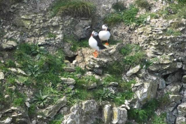 This photo of two puffins outside their burrow was sent in by John Simmons.
