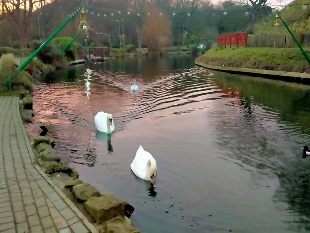 Breakfast time at Peasholm.