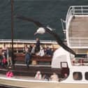 Black-browed albatross Albie is pictured above the Yorkshire Belle. Photo courtesy of Phil Palmer.