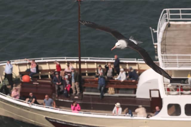 Black-browed albatross Albie is pictured above the Yorkshire Belle. Photo courtesy of Phil Palmer.