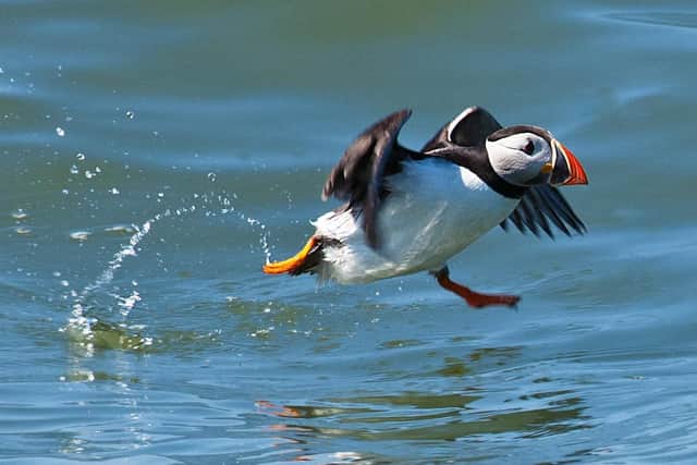 A puffin skips along the water. Photo courtesy of Pete Hewitt