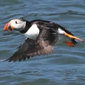 The festival is based around puffins.