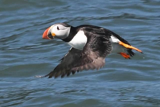 The festival is based around puffins.