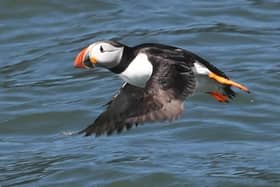 The festival is based around puffins.