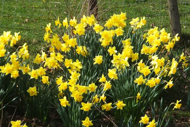 Daffodils at Commondale.
