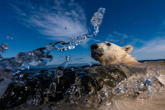 The Wildlife Photographer of the Year exhibition will run until Sunday, July 17. Photo by Martin Gregus