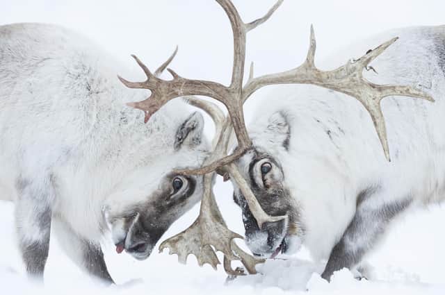 Wildlife Photographer of the Year is the most prestigious photography event of its kind, providing a global platform that showcases the natural world’s most astonishing and challenging sights for over 55 years. Image by Stefano Unterthiner