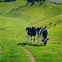 To help celebrate the 40th anniversary of the Yorkshire Wolds Way, there will be a walk along part of this iconic route on