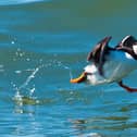 RSPB Bempton Cliffs’ site manager, Dave O’Hara, reckons a cruise is a sure-fire way to get once in a lifetime images for keen photographers