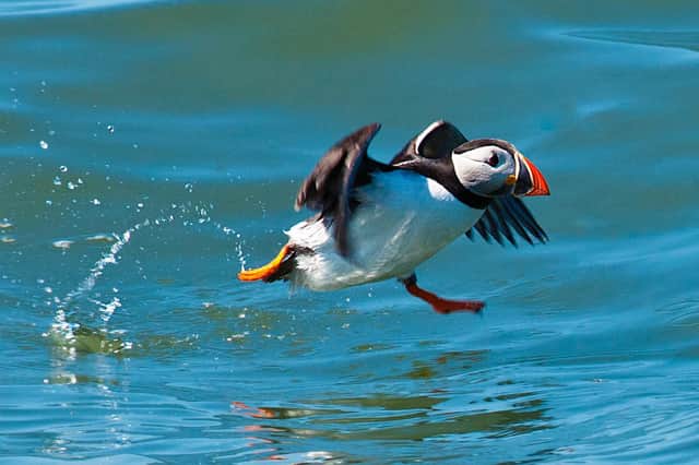 RSPB Bempton Cliffs’ site manager, Dave O’Hara, reckons a cruise is a sure-fire way to get once in a lifetime images for keen photographers