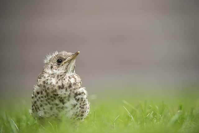 Please resist the urge to ‘rescue’ baby birds while they are fledging. Photo courtesy of Ben Andrew/RSPB