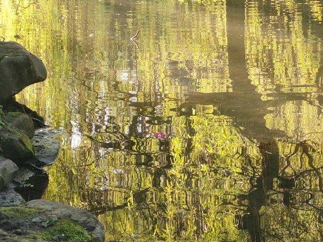 Reflections at Peasholm.