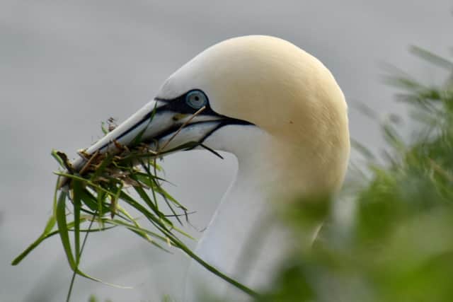 This outstanding photograph of a gannet at RSPB Bempton Cliffs was taken by Sarah Farrar.
