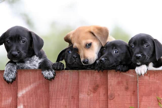 Humberside Police recorded 48 dog thefts in 2021, according to a Freedom of Information request. Photo: PA Images