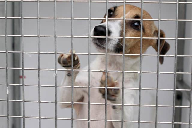 North Yorkshire saw a rise in the number of stolen dogs reported last year.