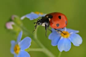 The Yorkshire Wildlife Trust’s (YWT) Great Yorkshire Creature Count is back for its third year next month. Photo courtesy of Jon Hawkins