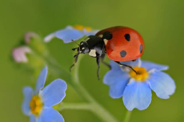 The Yorkshire Wildlife Trust’s (YWT) Great Yorkshire Creature Count is back for its third year next month. Photo courtesy of Jon Hawkins