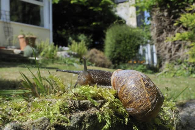 The garden snail was the fourth most recorded creature in last year's survey. Photo courtesy of Nick Upton