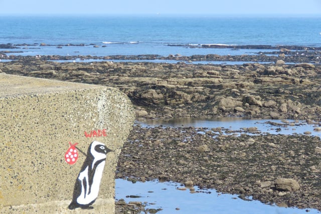 'Rare' penguin spotted in the North Bay.