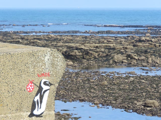 'Rare' penguin spotted in the North Bay.