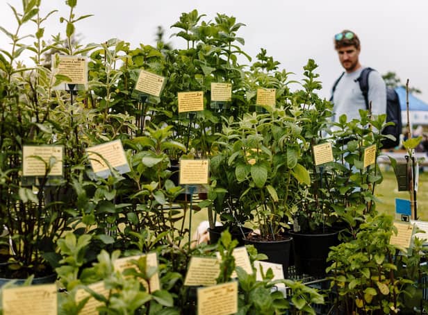 Scampston’s annual spring plant fair and, for the first time ever,  it is opening its private growing nursery for the public to come and have a look around