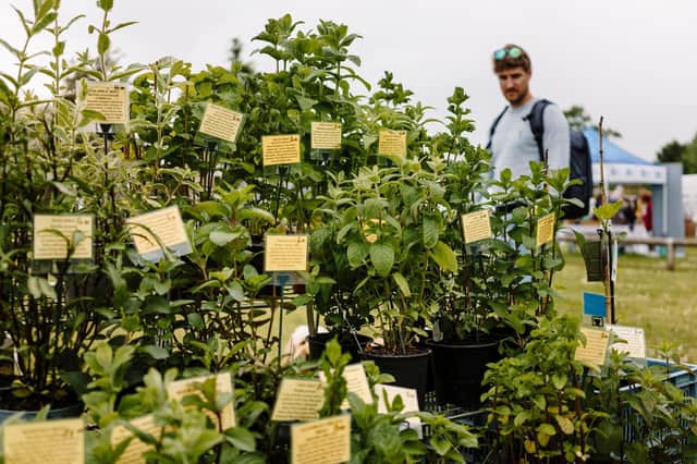 Scampston’s annual spring plant fair and, for the first time ever,  it is opening its private growing nursery for the public to come and have a look around