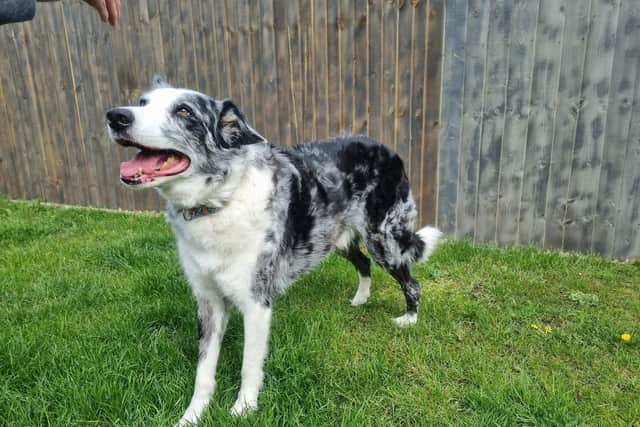 Kiba, the 12-year-old Border Collie has elarnt to walk again after developing paralysis.