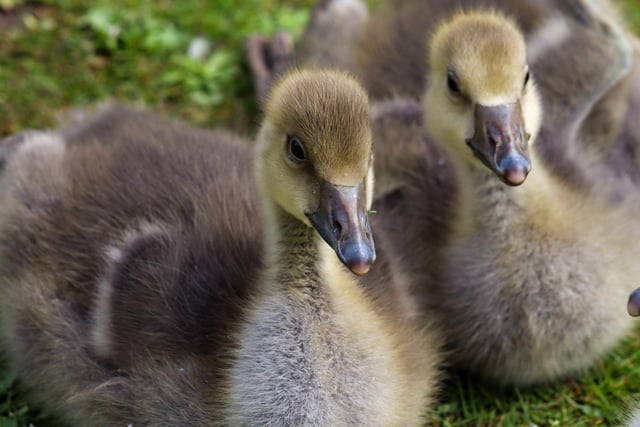 Cute residents at the Mere