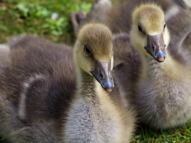 Cute residents at the Mere