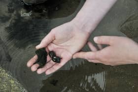 The guided walk from Sewerby Steps will see people discover more about the geology and rockpools of this area, and the clues they hold about our marine life past and present. Photo by Richard Ponter