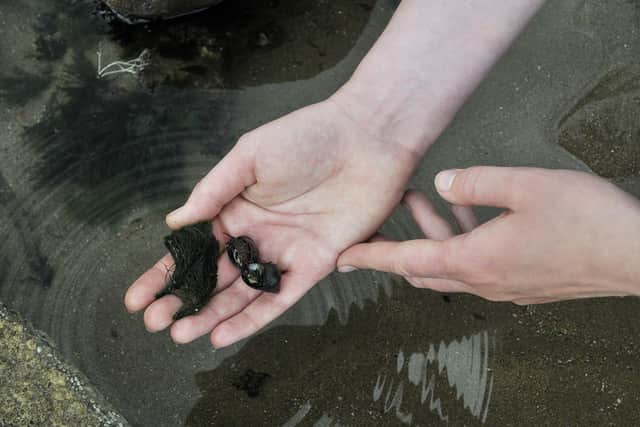 The guided walk from Sewerby Steps will see people discover more about the geology and rockpools of this area, and the clues they hold about our marine life past and present. Photo by Richard Ponter