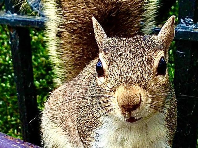 Nosey squirrel.