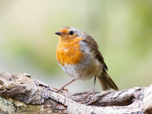 Blackbird, woodpigeon and house sparrow were the top three most-recorded species on last year’s Creature Count, with robin, starling, blue tit and dunnock joining them in the top ten.
