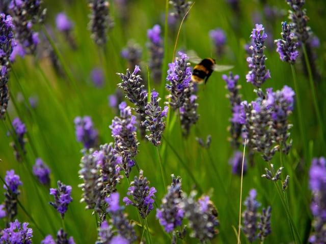 Garden snail, buff-tailed bumblebee and honey bee represented the invertebrates among the most-recorded creatures.