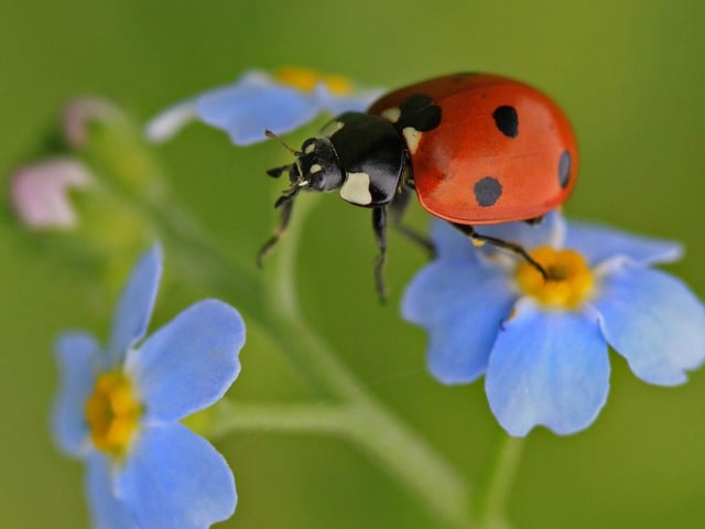 Trust Chief Executive Rachael Bice said: “Every single garden, yard, window box
and scrubby patch of grass harbours wildlife – you’ll be surprised by what you see
when you start looking.