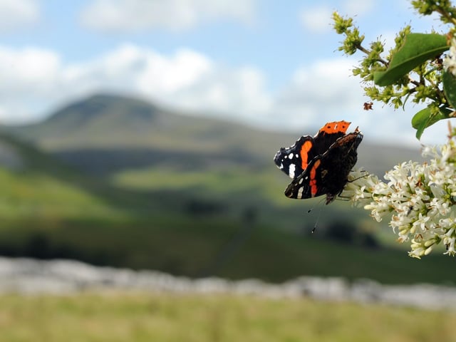 Dr Amir Khan Vice, The Wildlife Trusts President and Bradford GP, said: “Our outdoor spaces are a lifeline for wildlife and also vital for improving our own health and wellbeing. “By noticing and recording the wildlife where you live you will be helping nature and our vision of creating a wilder Yorkshire.”