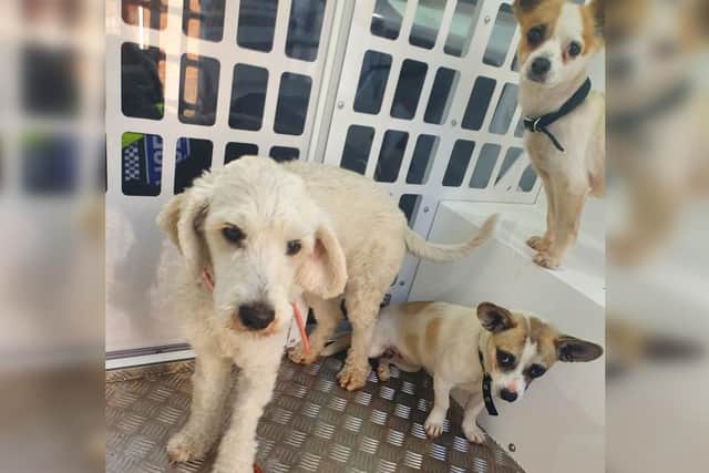 The dogs were located on a campsite near Whitby