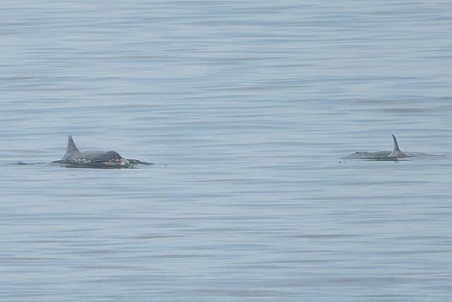 Bottlenose dolphins off Scarborough. Photo: Stuart Baines/SWNS.